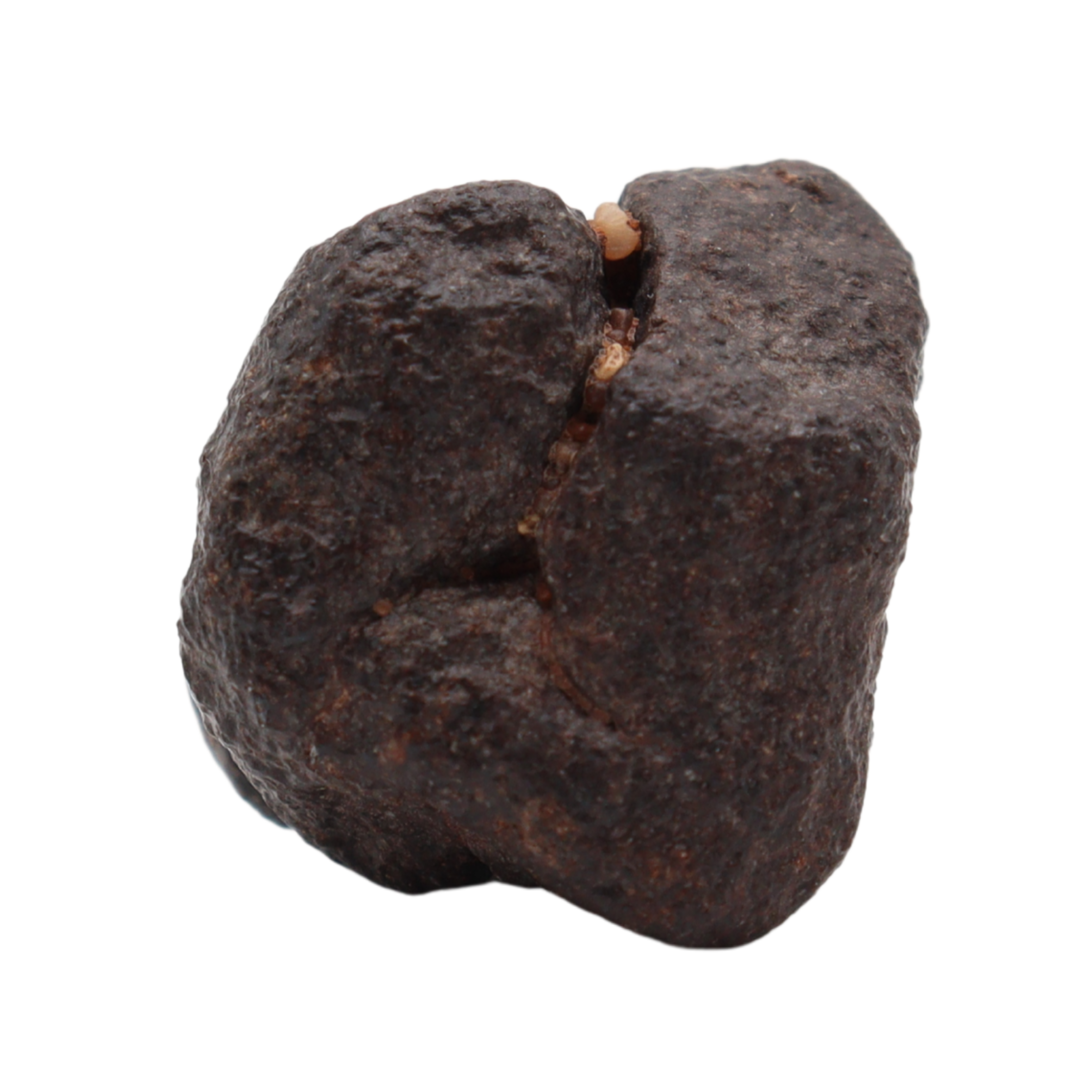 NWA 16208 Meteorite Winonaite Primitive Achondrite (8.66 g). - MBS meteorite 