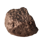 Carbonaceous NWA 16288 meteorite, C3 ungrouped carbonaceous chondrite, displayed in an image with its textured surface and mineral features.