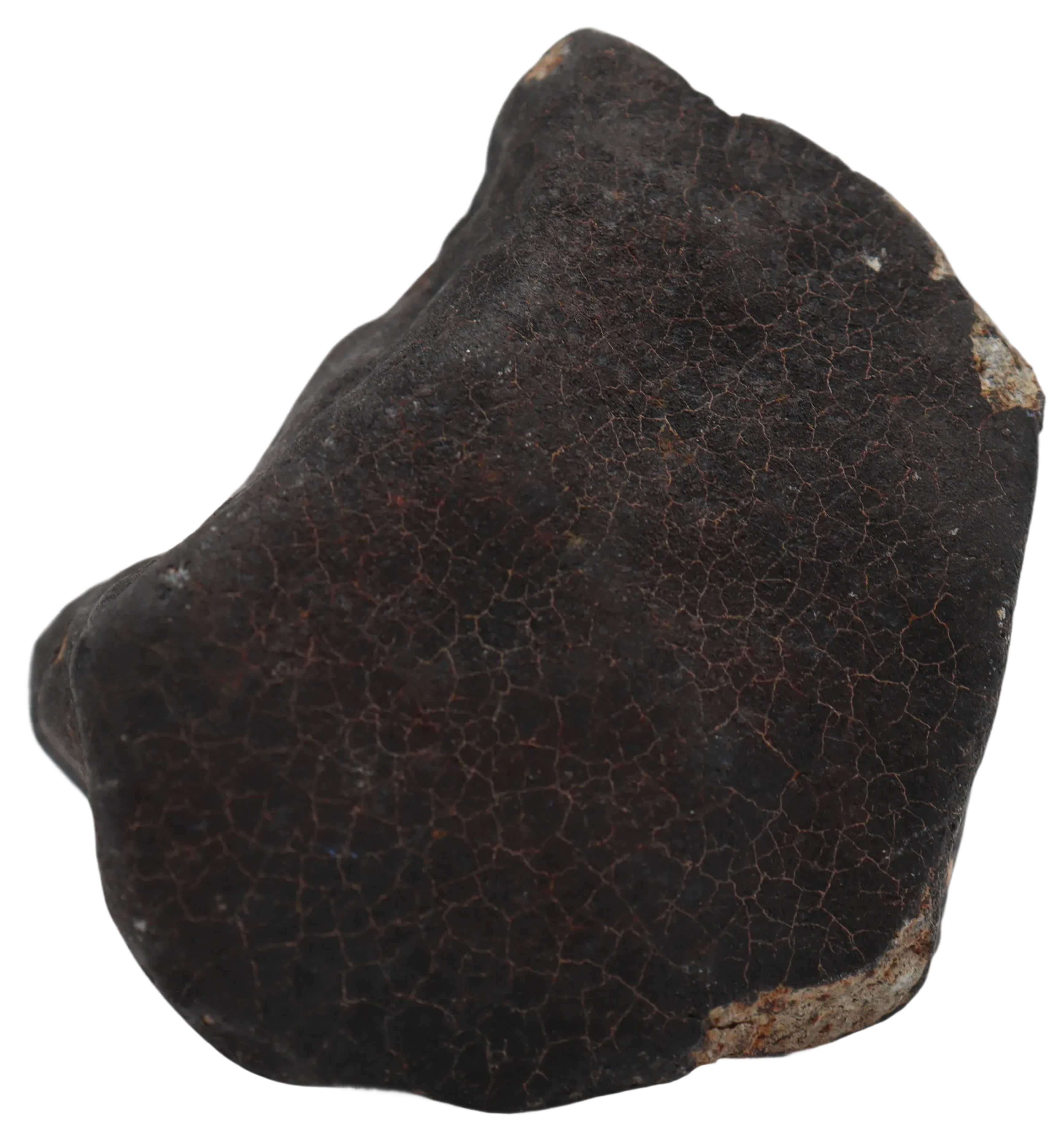 Ghadamis 214,92 g (HAH 346) Ordinary Chondrite (L). - MBS meteorite 