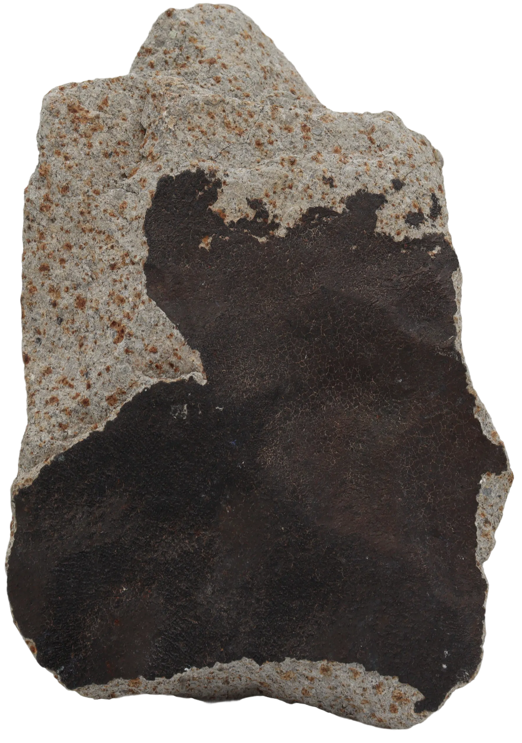 Ghadamis 986 g (HAH 346) Ordinary Chondrite (L) . - MBS meteorite 